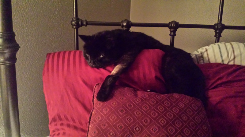 Illustration for article titled BREAKING NEWS: Sad Cat Steals All The Pillows